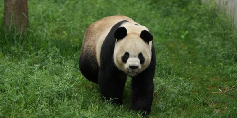 Where Winds Meet backs real panda conservation with Qinchuan update