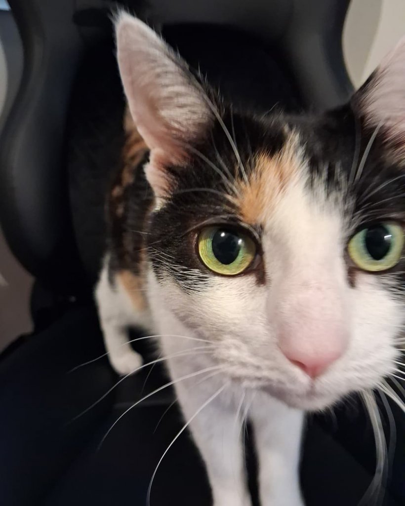 A black, white and brown tabby cat stares into the camera as it stands on a black chair.