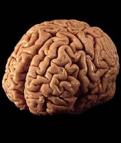 Studies show the size of brain parts governs gaming ability