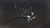 Prune screenshot 10