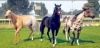 Rival Stars Horse Racing screenshot 8
