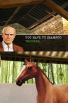 Horse Life screenshot 12