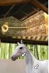 Horse Life screenshot 16