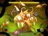 Ordinarium screenshot 2