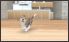 Nintendogs + Cats screenshot 1