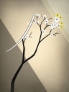 Prune screenshot 2