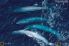 Nat Geo Kingdom of the Blue Whale Jigsaw Puzzle screenshot 2