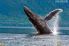 Nat Geo Kingdom of the Blue Whale Jigsaw Puzzle screenshot 7