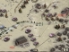 Frontline: Road to Moscow screenshot 2