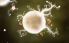Botanicula screenshot 15