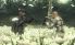 Metal Gear Solid: Snake Eater 3D screenshot 11