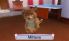 Cats & Dogs: Pets At Play screenshot 2