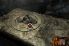 Dracula: The Path of the Dragon - Part 3 screenshot 4