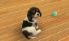 Nintendogs + Cats screenshot 13