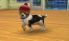 Nintendogs + Cats screenshot 15