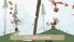 Bike Club: At Big Wheelie's screenshot 3