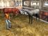 My Riding Stables screenshot 2