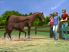 My Riding Stables screenshot 4