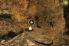 Secret of the Lost Cavern, Episodes 1-4 screenshot 5
