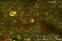 Anthill screenshot 5
