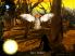 Crow screenshot 4