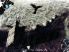Crow screenshot 6