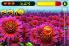 Beeing screenshot 4