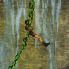 Lara Croft Tomb Raider: Legend screenshot 95