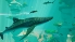 Abzu screenshot 3