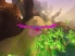Fugl screenshot 3