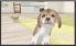 Nintendogs + Cats screenshot 5