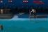 Hungry Shark Night screenshot 2