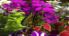 My Garden screenshot 4