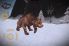 Carnivores: Ice Age Pro screenshot 3
