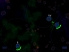 Miniverse screenshot 10