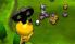 Super Pokemon Rumble screenshot 4