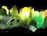 BADLAND screenshot 8