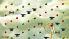 Hungry Giraffe screenshot 2